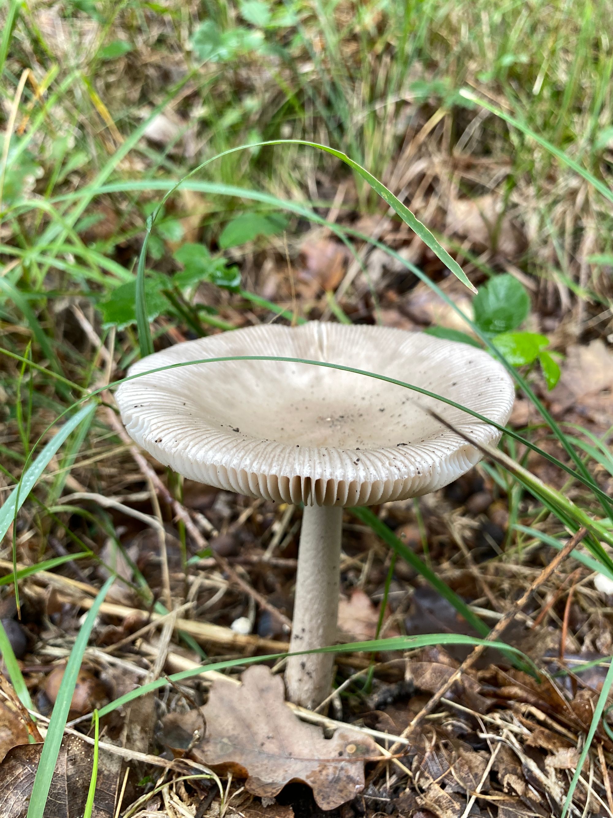 九月的蘑菇/Les champignons