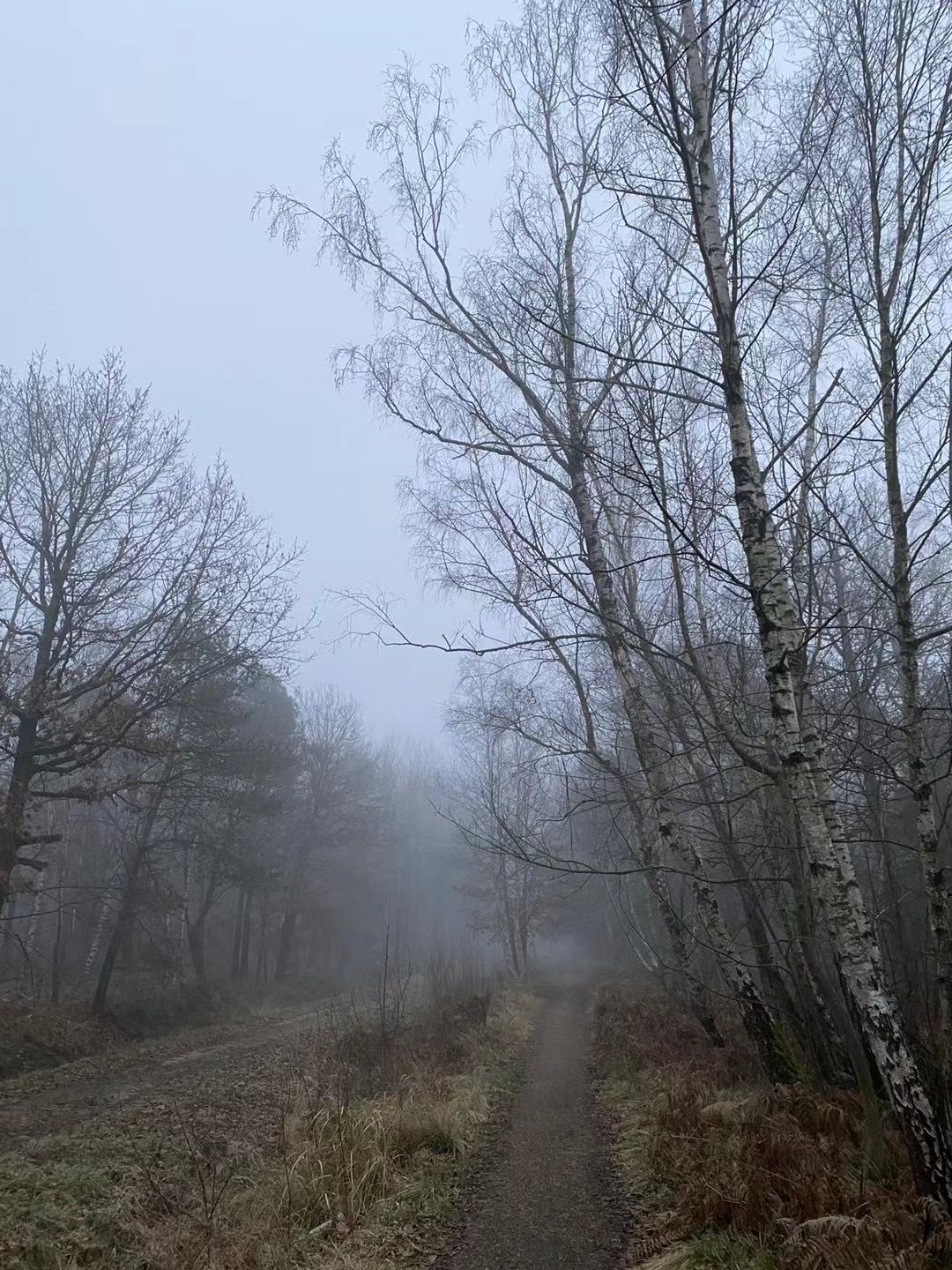 漫步·清晨·雨林/Promenade matinale dans la forêt