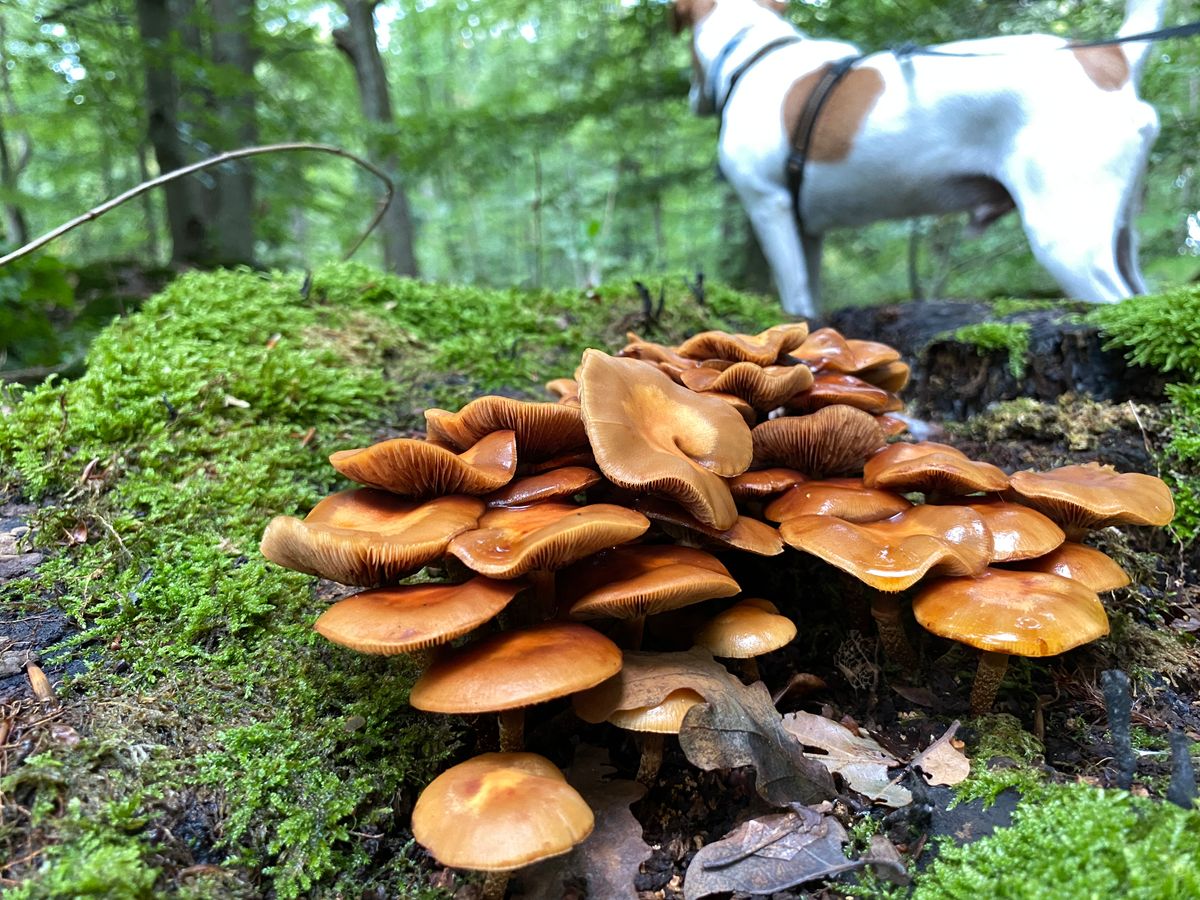 九月的蘑菇/Les champignons