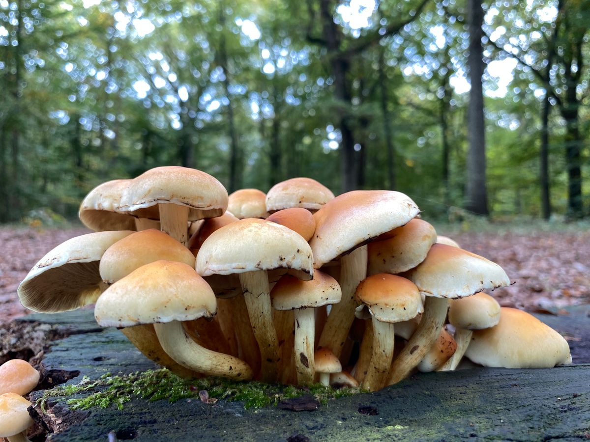 十月的蘑菇/Les champignons