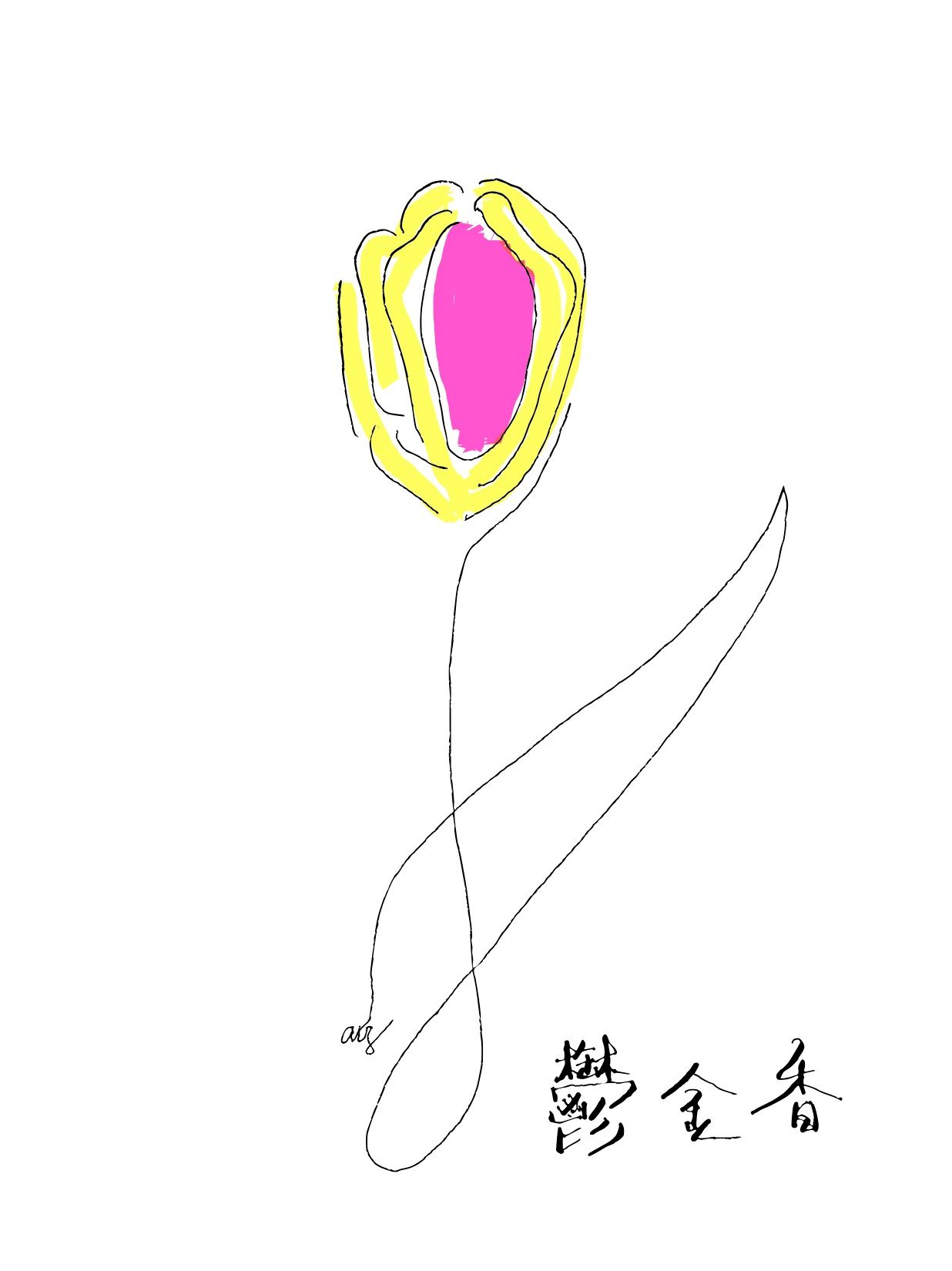 郁金香